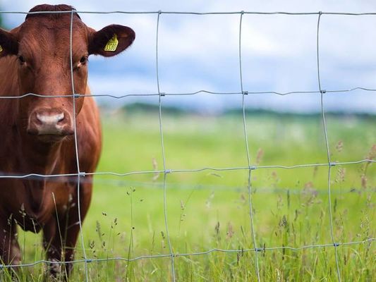 Wysokość 1,7 m Metalowy ogrodzenie bydła Wysokiej wytrzymałości ocynkowane PVC powleczone