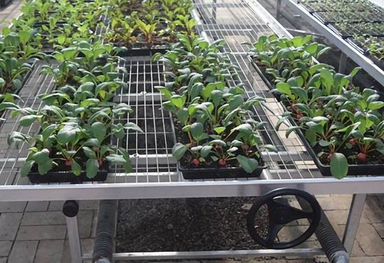 Szklarnia Spawana siatka druciana 3 × 3 mm Wysoka nośność i przepływ powietrza