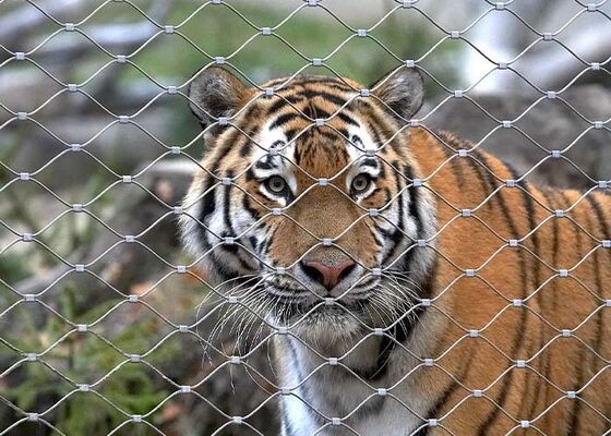 Stalowa siatka linowa do ogrodzeń zoo – wysokie bezpieczeństwo i estetyka
